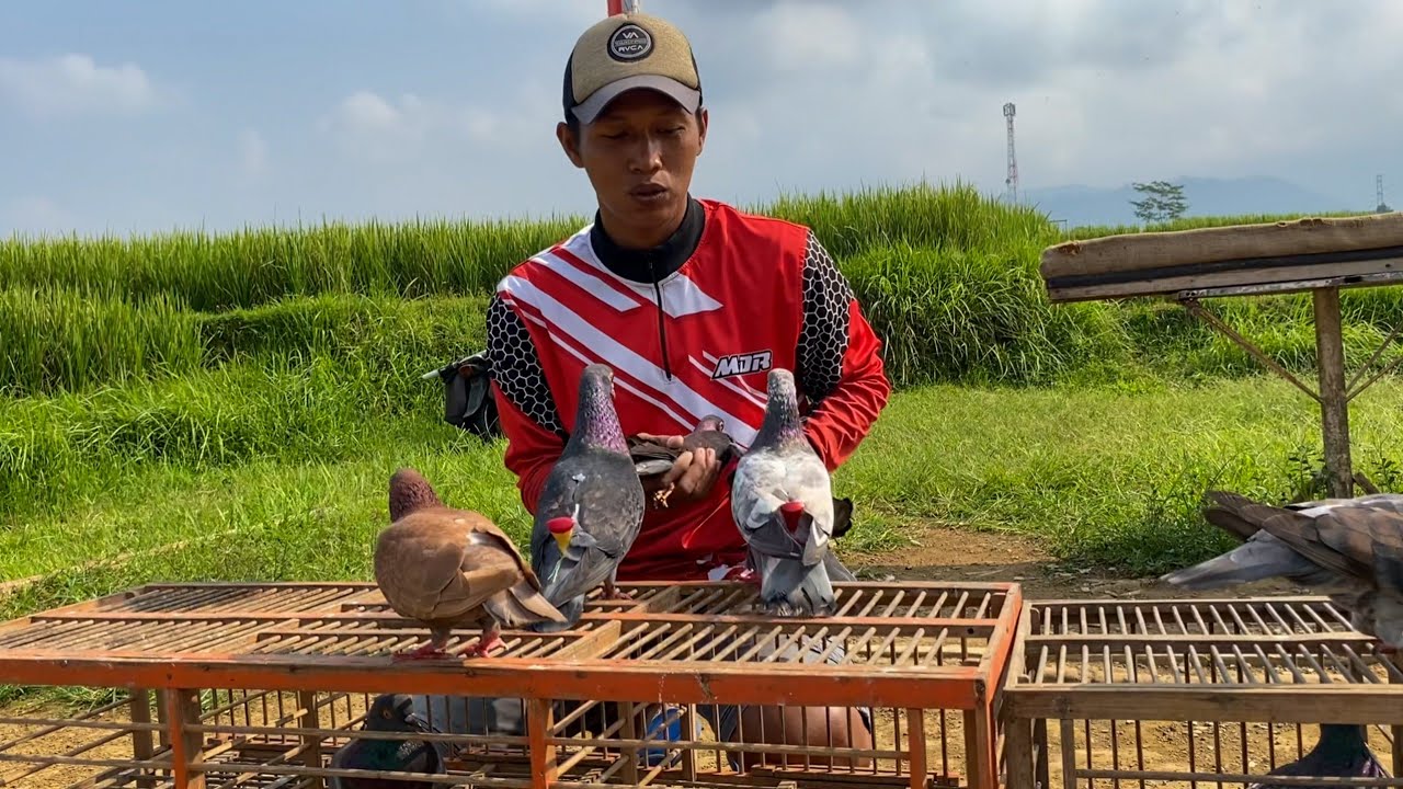 COBAIN MERPATI RUMAHAN PAKE SAWANGAN MAIN DI LAPAK KOLONG