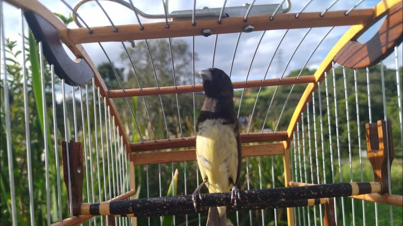 Papa capim tui tui zero zero cantando ensinando pardo