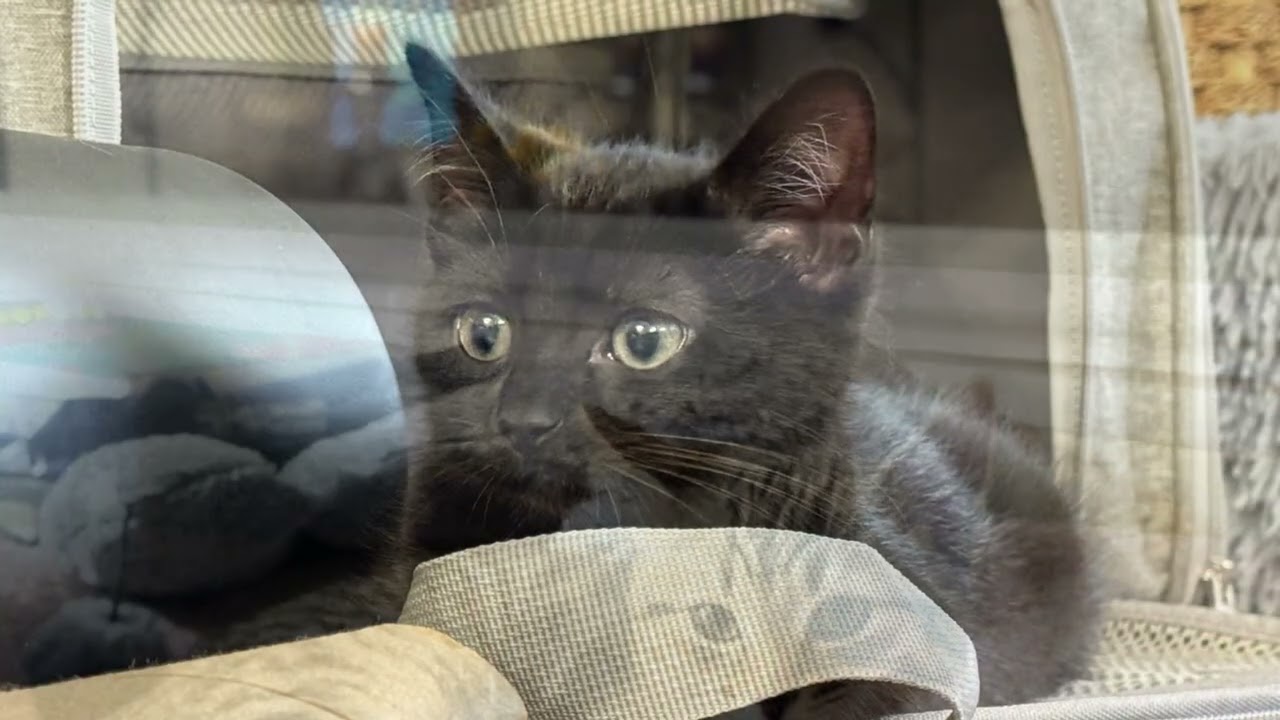 One visit, four hearts—our family began that day. 🐾💛 than Tapis got sick wait for the part 2 #cats 