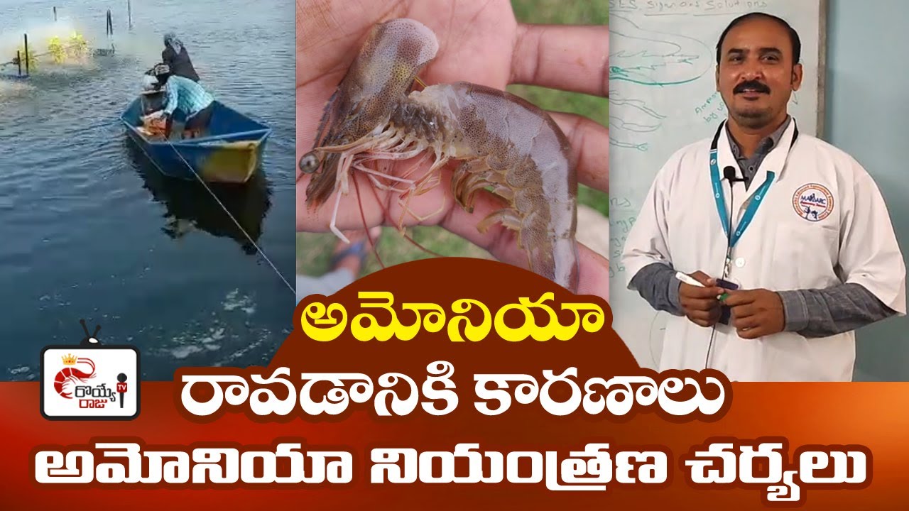 Ammonia Tips in Shrimp Pond | Best Management Practices | Aquaculture videos in Telugu | Royye Raju