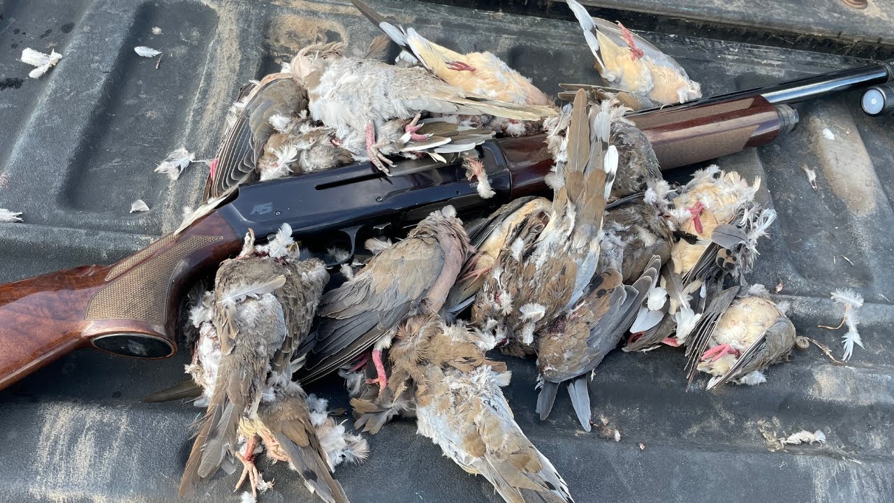 Opening Day LIMITS Dove Hunting Texas 2025 (ShotKam) - Tip and Tricks