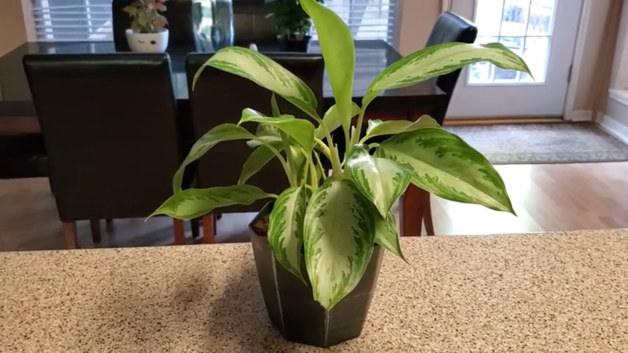 AGLAONEMA SILVER BAY PLANT CARE  | DONNA JOSHI