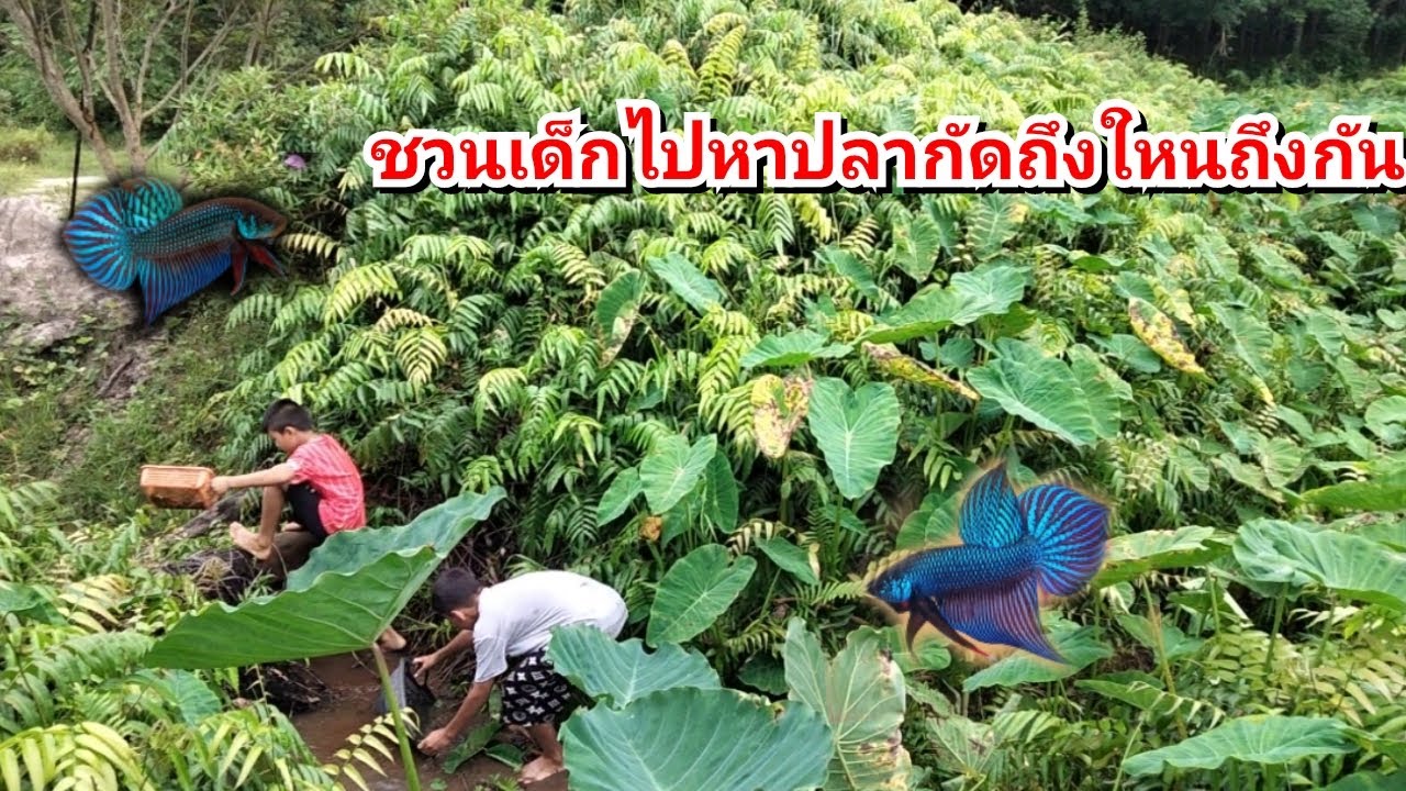 บังเอิญเจอเซียนเด็กเดินข้างทางเลยชวนไปหาปลากัดหมายเด็ด#ปลากัดป่า#ว่างอีหลี#betta