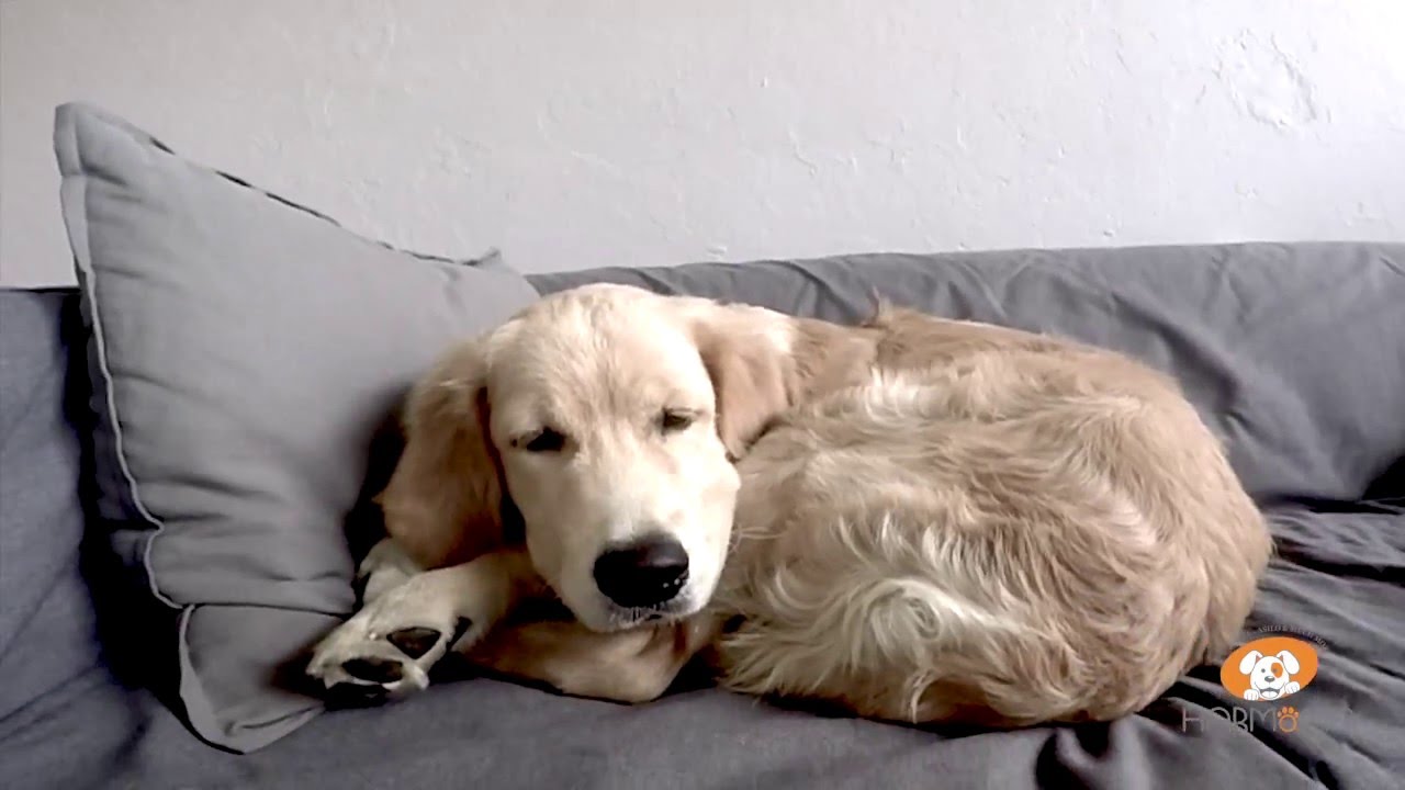 asilo e hotel per cani: una giornata ad Harmonia