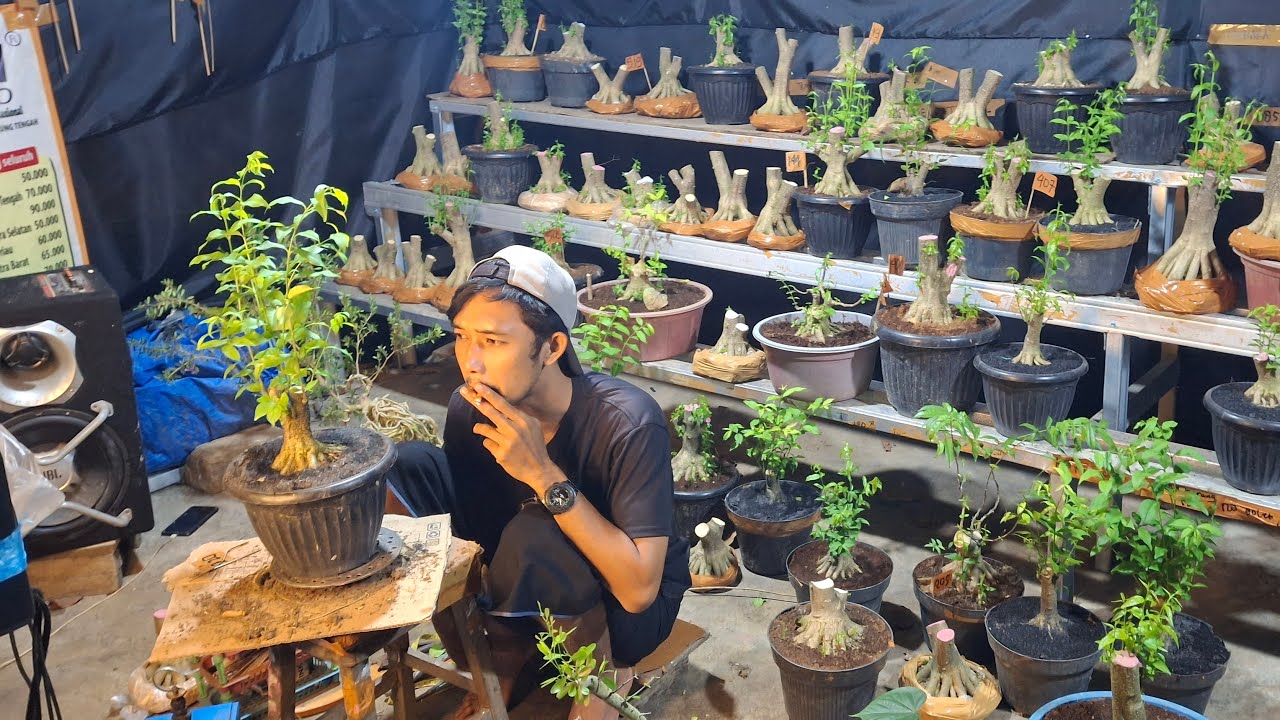 🔴BONSAI MURCE  Silahkan Merapat Bosku Ready Anput, Sancang,Simbur, Waru