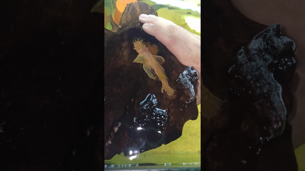 Nueva puesta de ancistrus cf_cirrhosus ALBINOS