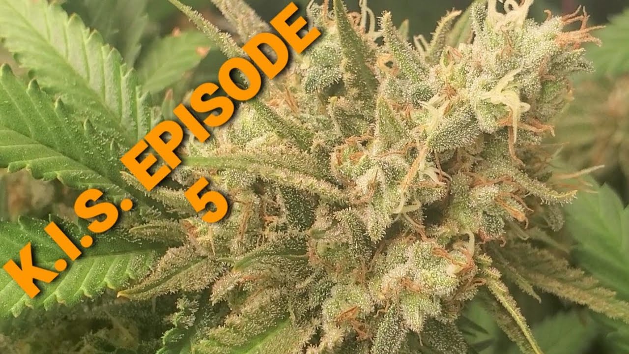 K.I.S. EPISODE 5: HOW TO GROW DANK DENSE ORGANIC WEED EASY SIMPLE & EASY FOR BEGINNERS & NEW GROWERS