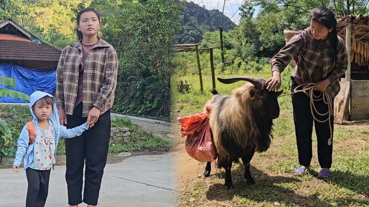Mother takes child to school, mother and goat carry cassava to sell