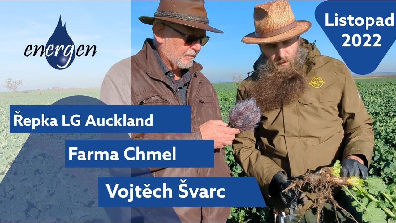 V ozimé řepce LG Auckland s Vojtěchem Švarcem na Farmě Chmel