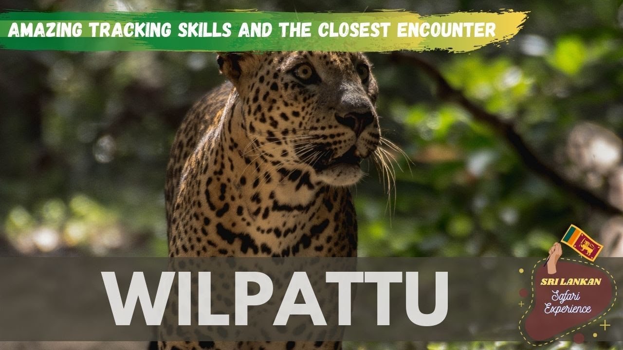 CLOSE ENCOUNTER | LARGEST LEOPARD SEEN BY FAR AT WILPATTU NATIONAL PARK | WILDLIFE SRI LANKA