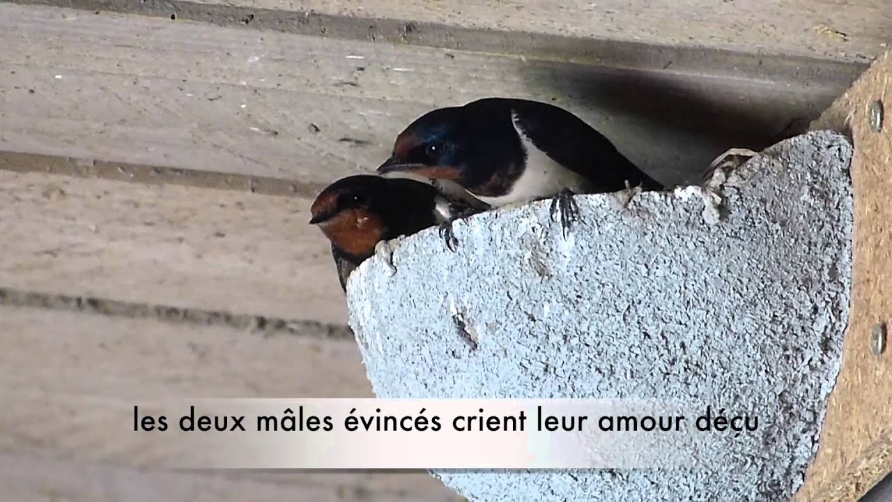Hirondelles rustiques