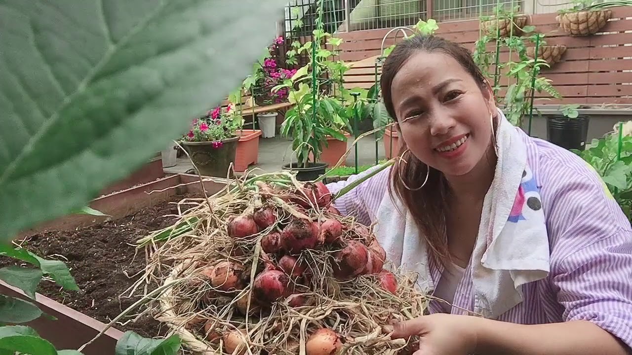 Paano malalaman,kung kelan dapat anihin ang sibuyas
