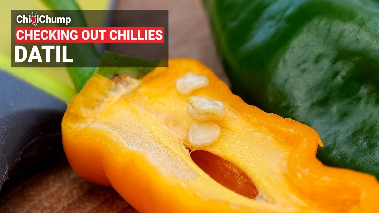 Datil - Episode 24: Checking out Chillies with ChilliChump