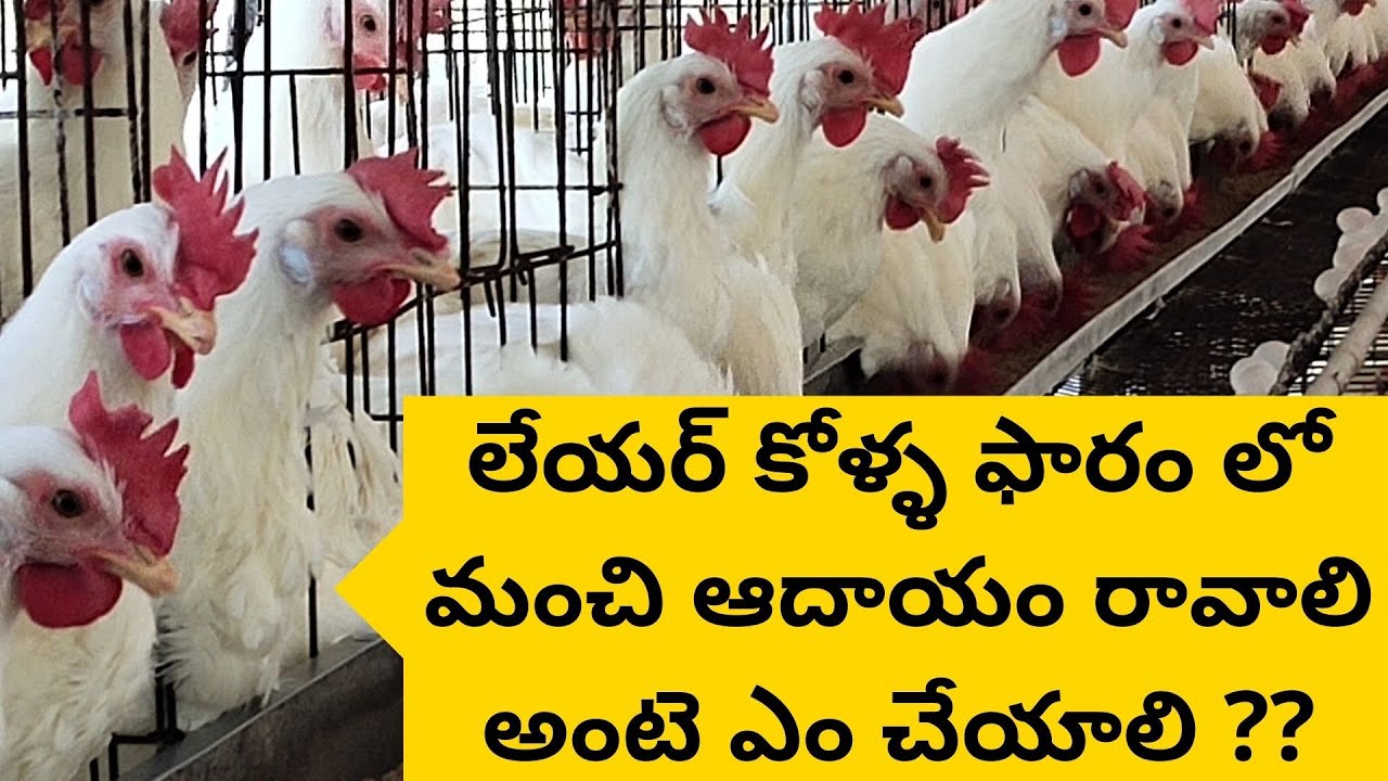 Layer Poultry Farm/కోళ్ల ఫారం లో గుడ్ల ఉత్పత్తి/How to start poultry farming Business in Telugu #BV3