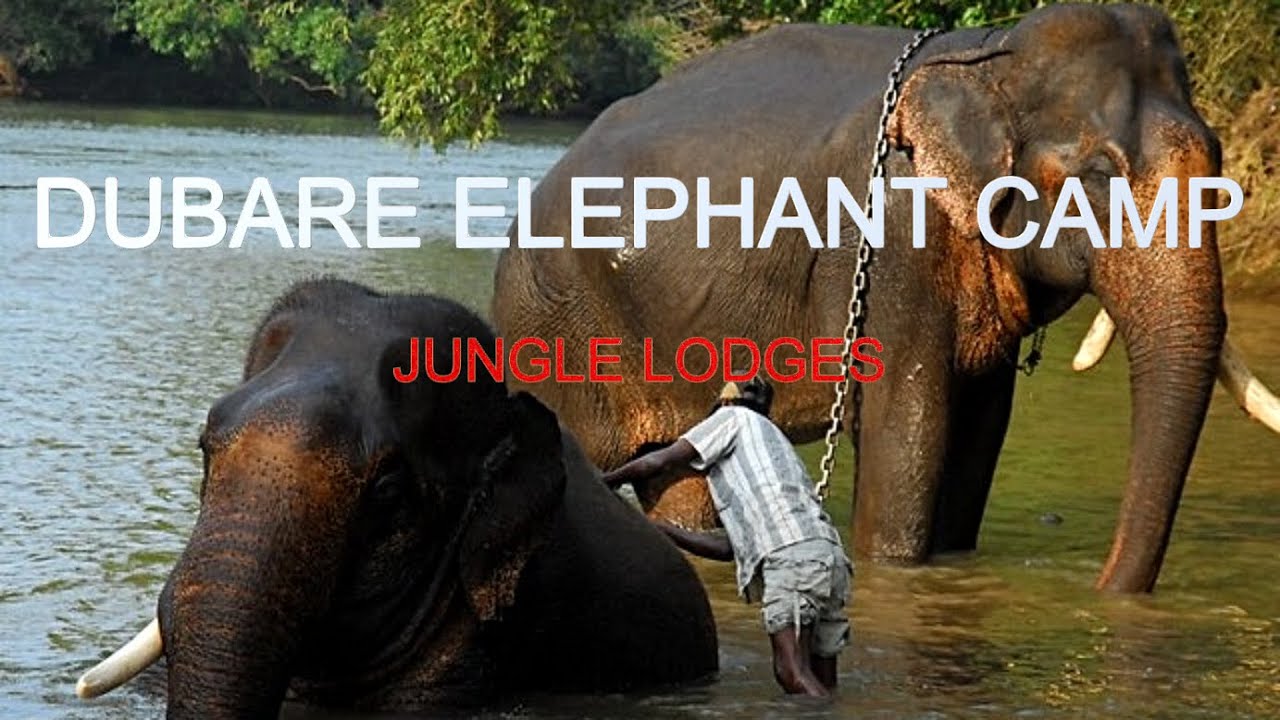 Dubare Elephant Camp Jungle Lodges | Coorg Karnataka