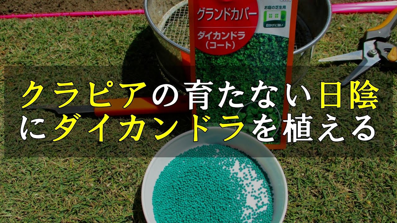 クラピアの育たない日陰にダイカンドラを植栽