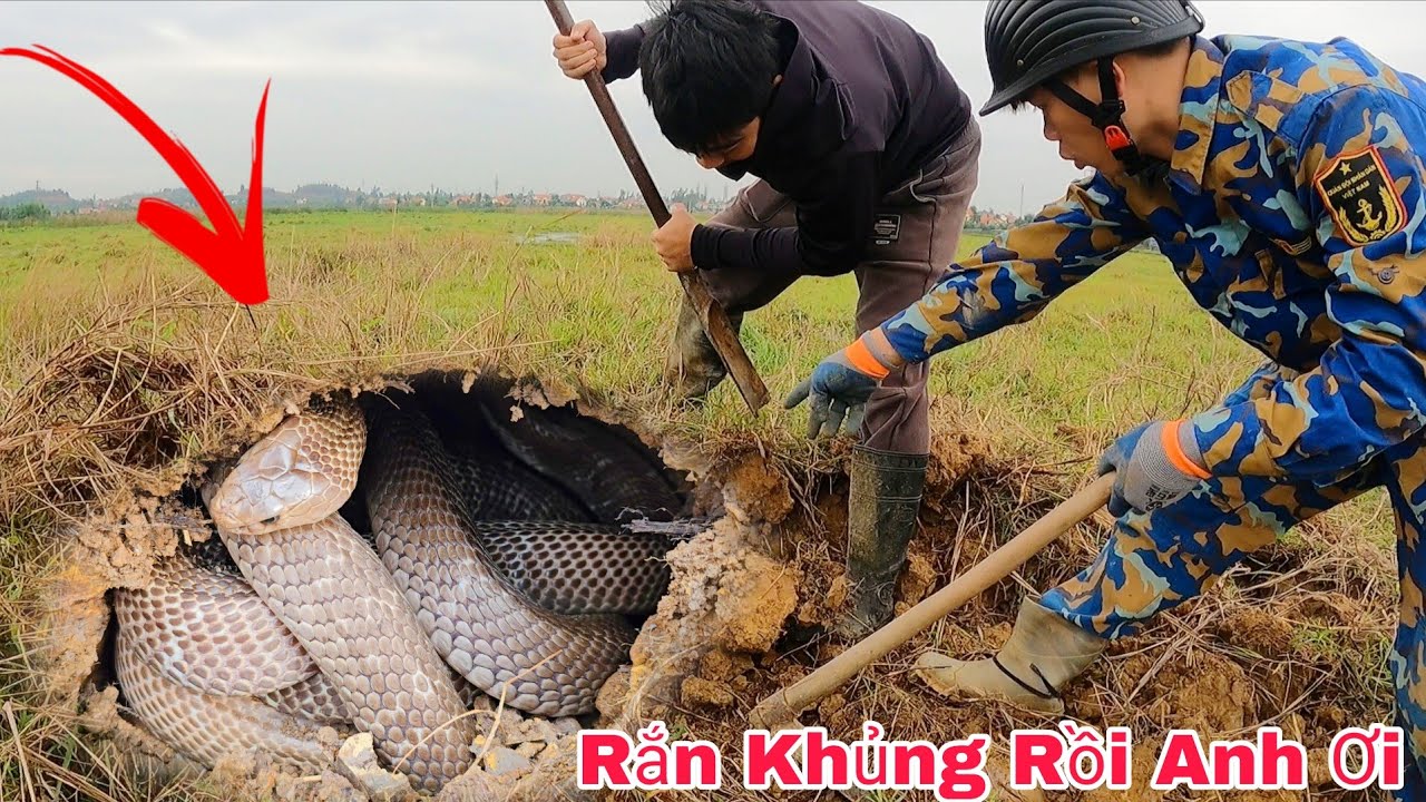 Cuộc Gọi Khẩn Cấp Của Nam Thanh Niên Phát Hiện 1 Con Rắn Hổ Mang 4kg Đang Phơi Nắng