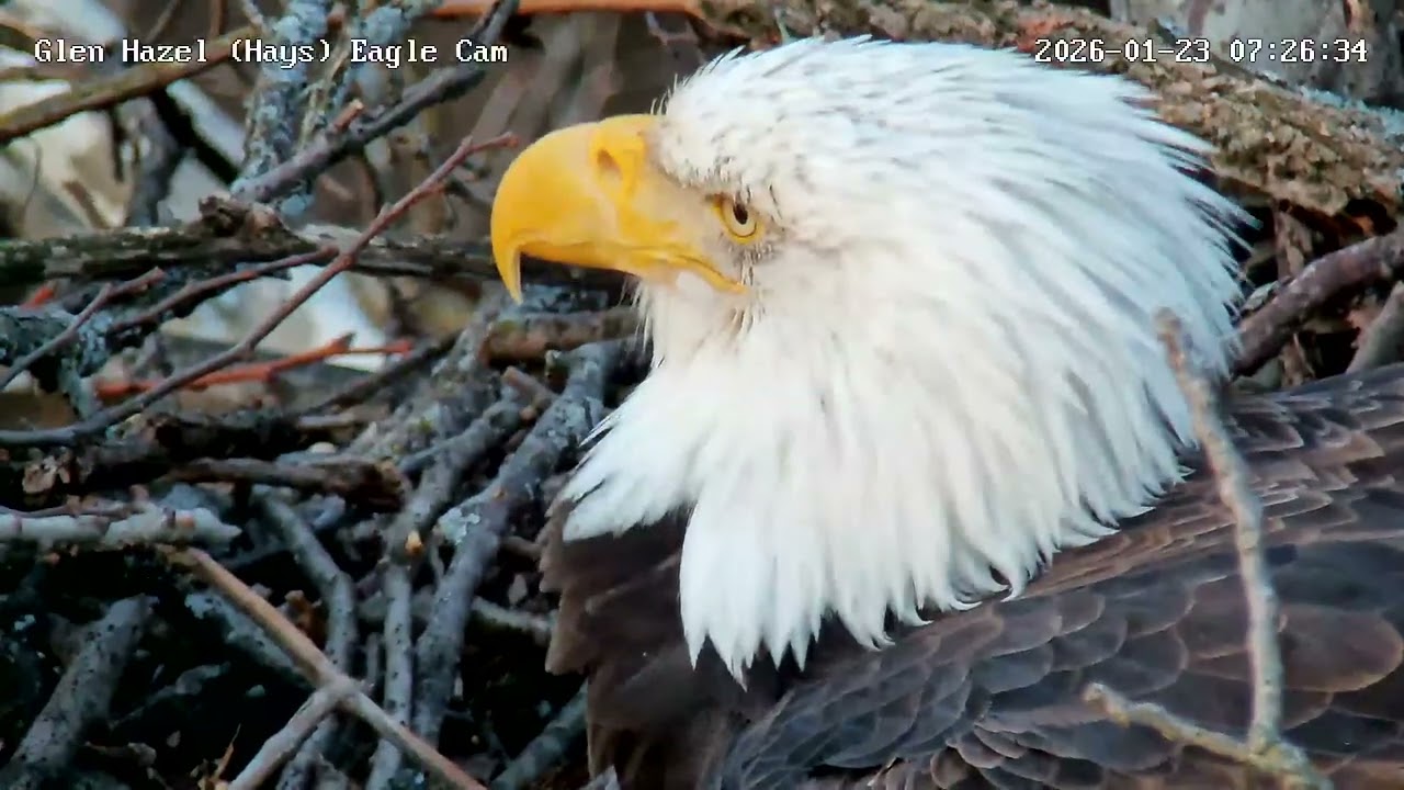 Glen Hazel (Hays) Eagles-Mom in to test out the nest bowl! 01-23-2026 7:18