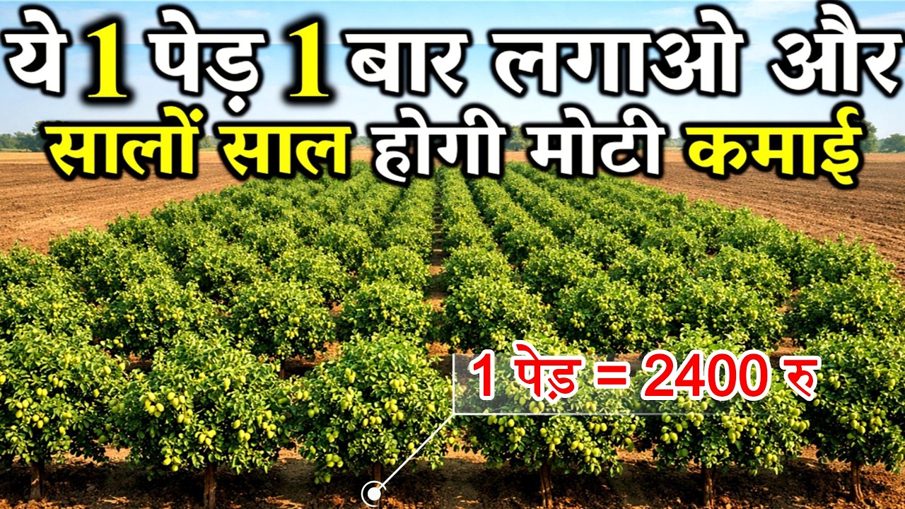 2026 में ये 1 पेड़ लगाओ, सालों-साल होती रहेगी कमाई | Apple Ber Farming | Apple Ber Ki Kheti Kab Kare