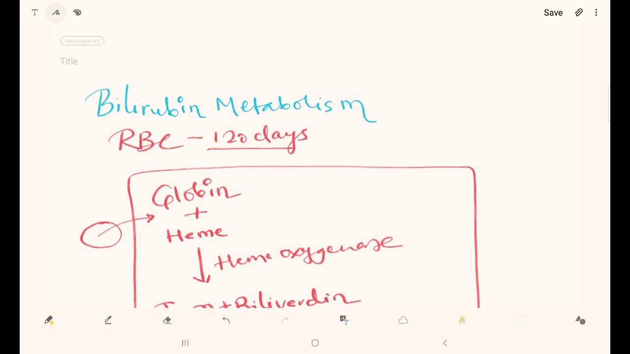 BILIRUBIN METABOLISM