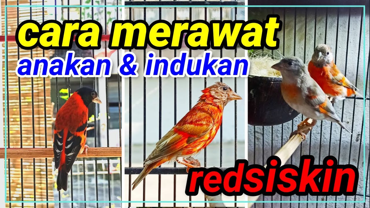 CARA MERAWAT ANAKAN DAN INDUKAN REDSISKIN | PELUANG BISNIS MASA KINI | Sinden AB Bird Farm