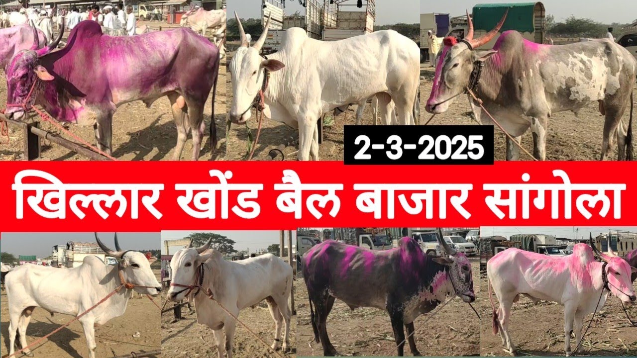 खिल्लार खोंड बैल बाजार सांगोला / Khillar Bull market Sangola / चालू बाजारभाव 2 मार्च 2025