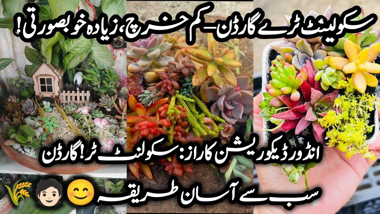 Succulents Tray Garden ساکولنٹ ٹرے گارڈن بنائیں – گھر کی زینت بدل دیں!