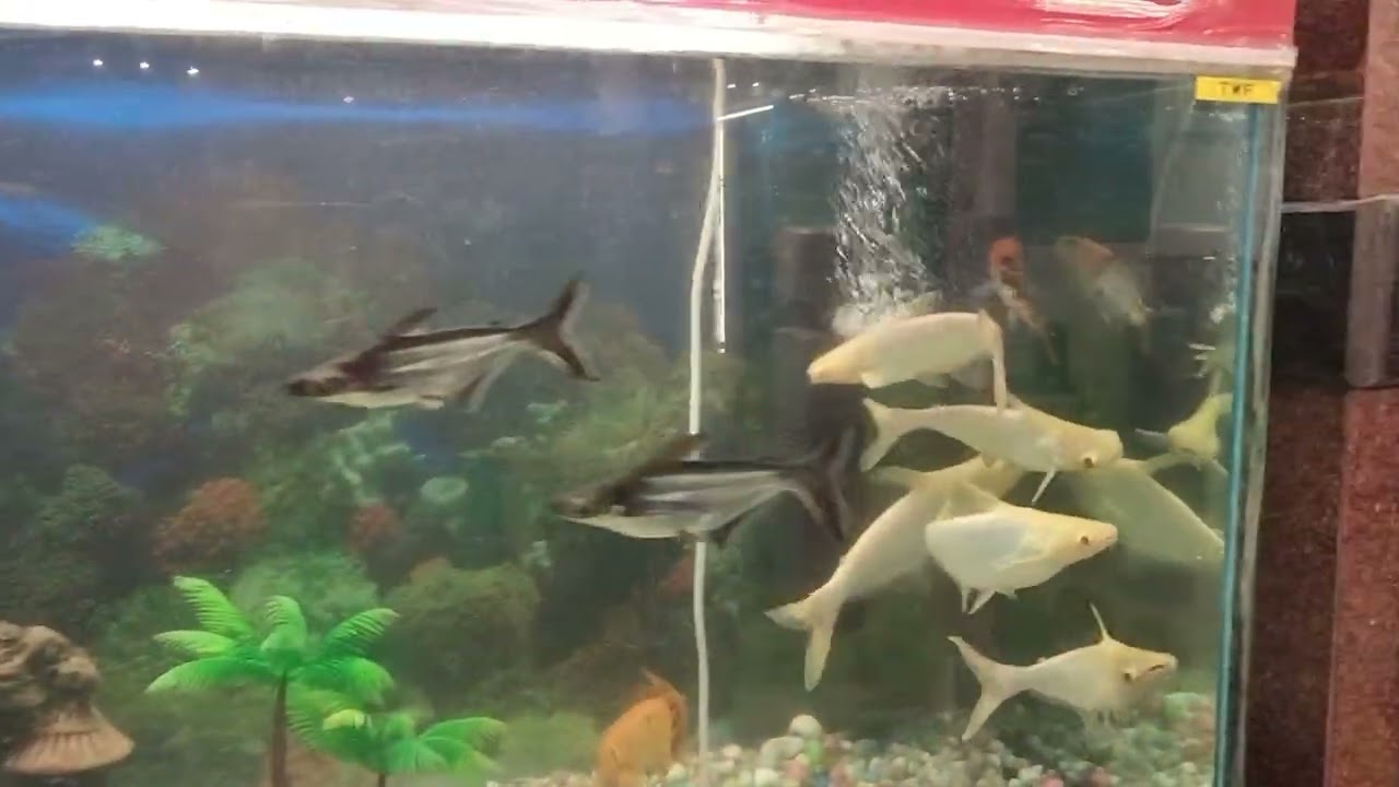 Domestic fish #like #subscribe Karen