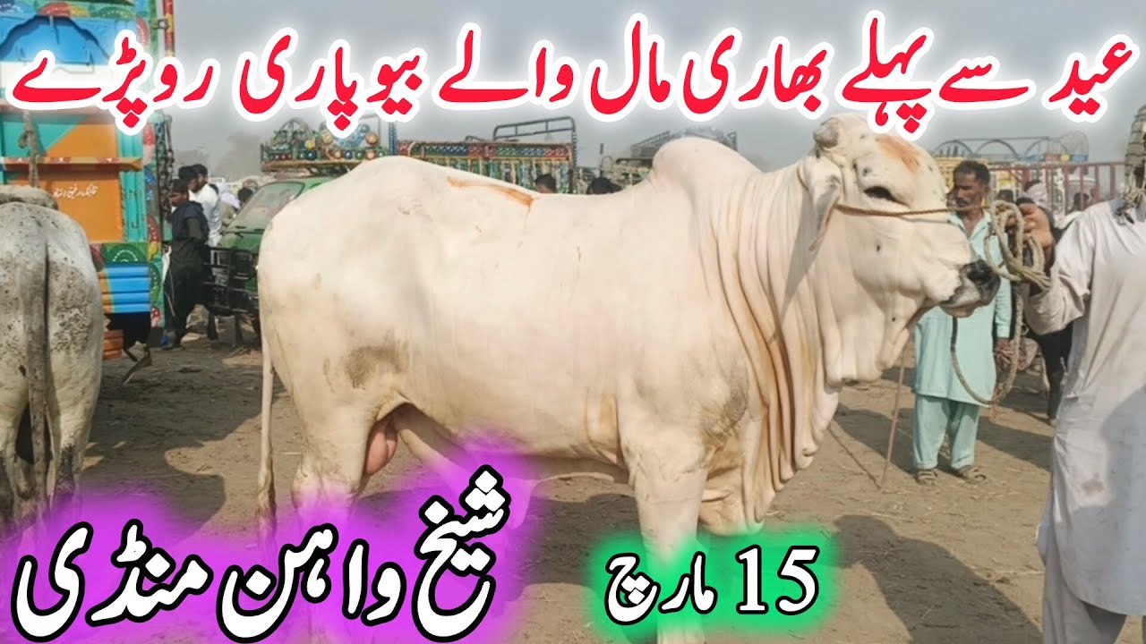 Sheikwahan COW Mandi Today Fresh Video Update | Barhman Ablak Cholistani Sahiwal Sulger Bachre 