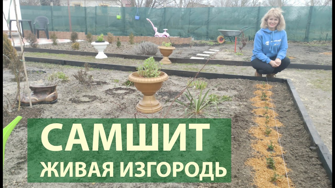 Как посадить самшит ровно в ряд: секреты создания живой изгороди и идеального бордюра