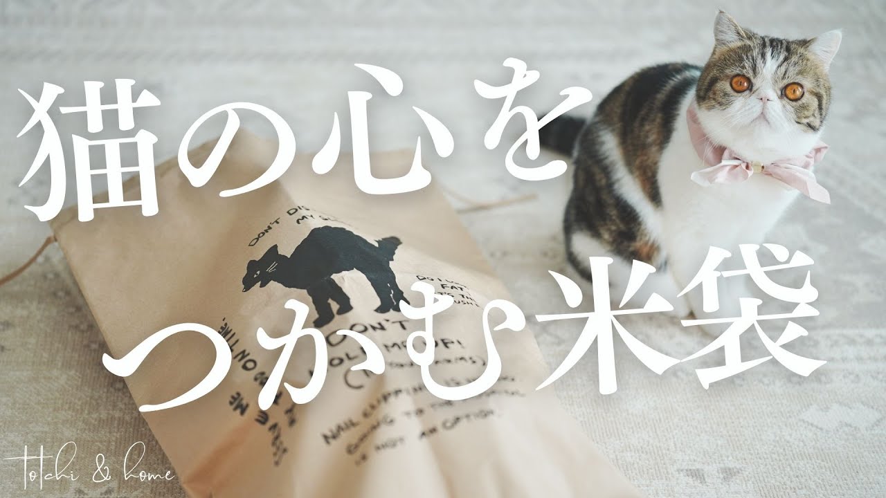 アレンジ自在なお洒落なオルネコ米袋に猫達の反応は【エキゾチックショートヘア】
