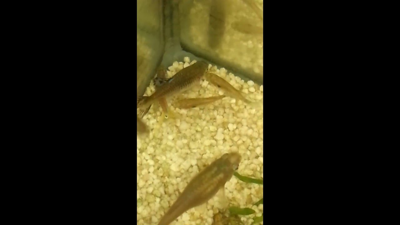 Paarung: verbundene Guppys+Versteck/Pairing+Hiding