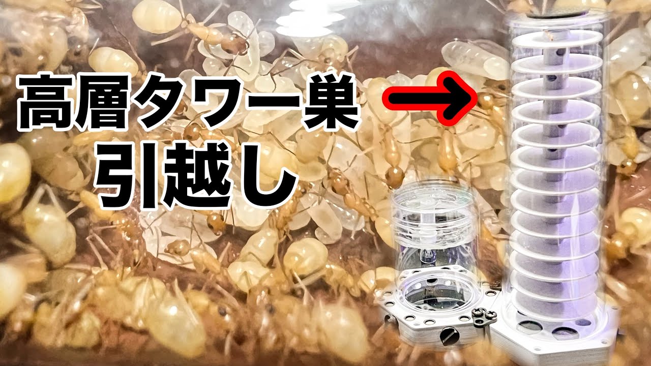【アリ飼育】琥珀色のアリが全然引っ越さないので水責めした結果…