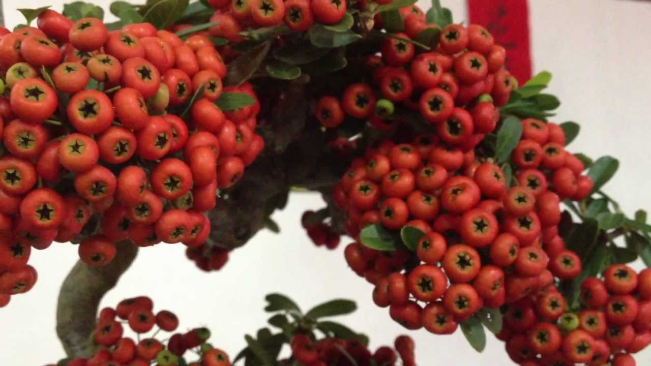 2012花果盆栽展