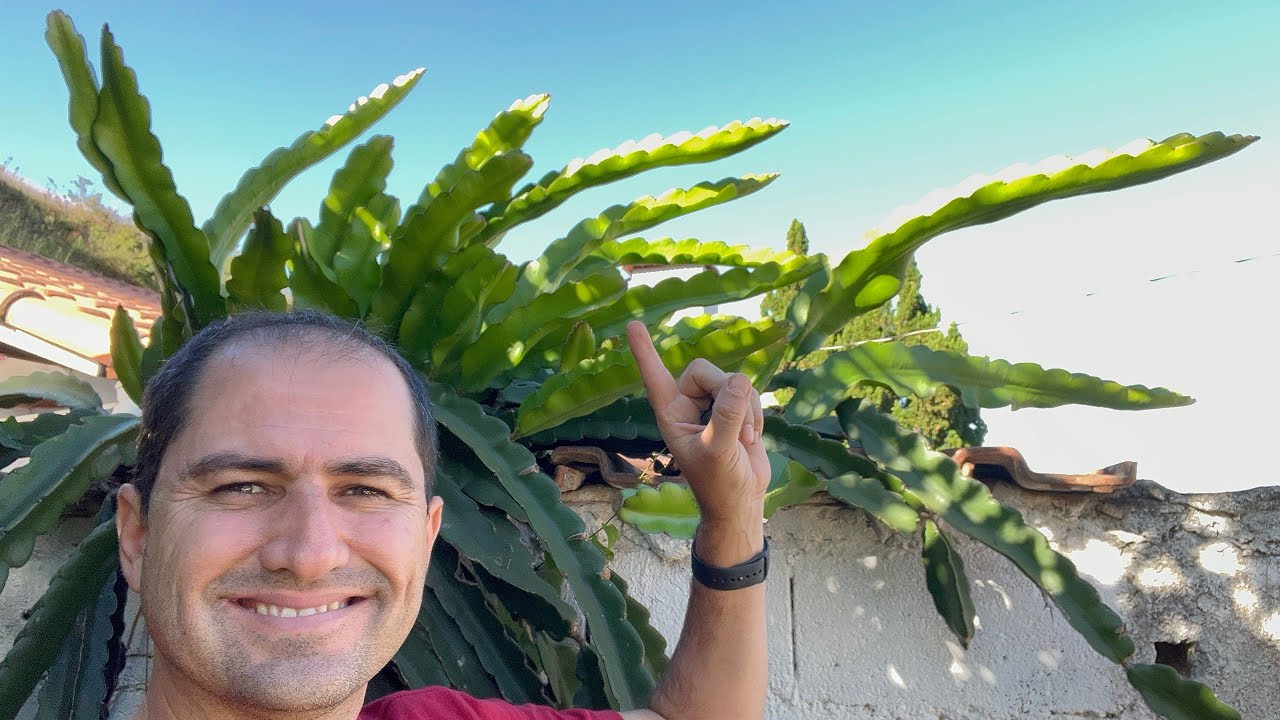COMO FAZER A PITAYA EXPLODIR DE BROTAÇÕES