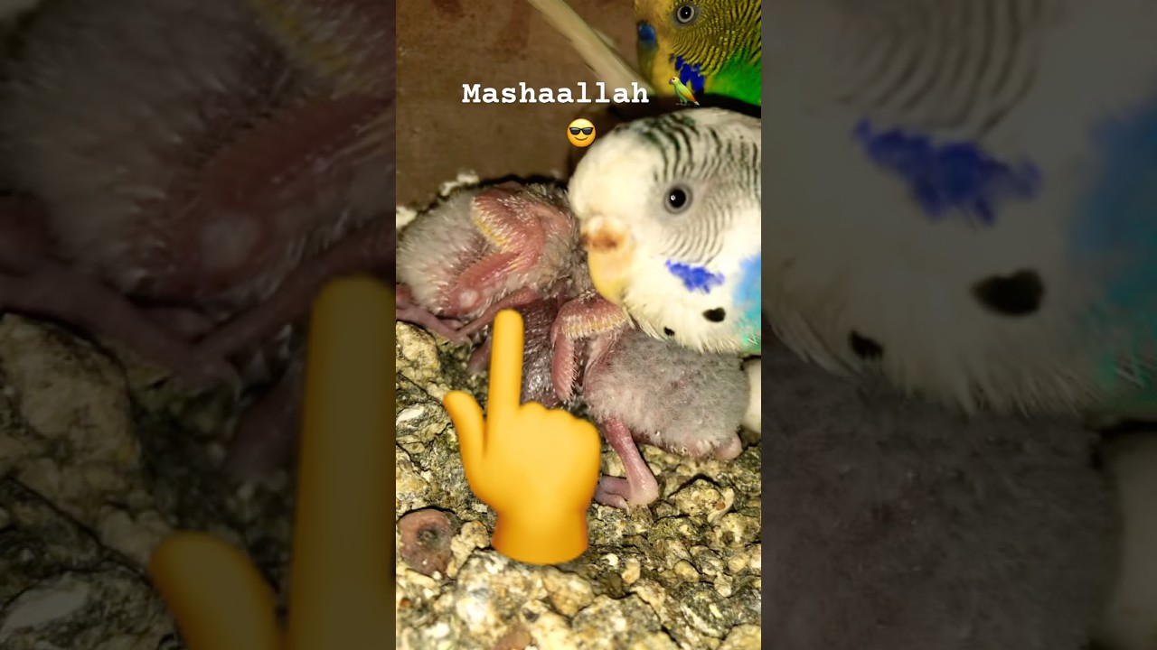 Mashaallah 😎🥰buddies parrots 🦜 babies groth very fast top quality budgies