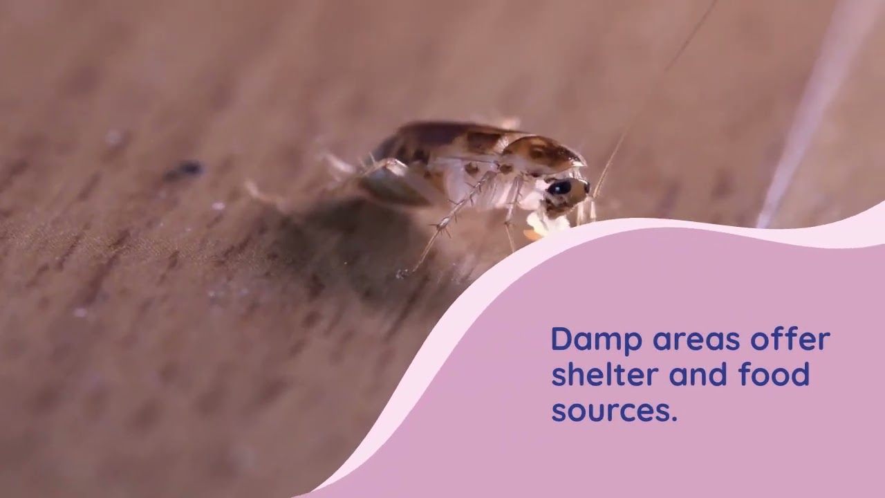 How Toronto&rsquo;s Humid Summers Trigger Pest Infestations | Pest Control Tips