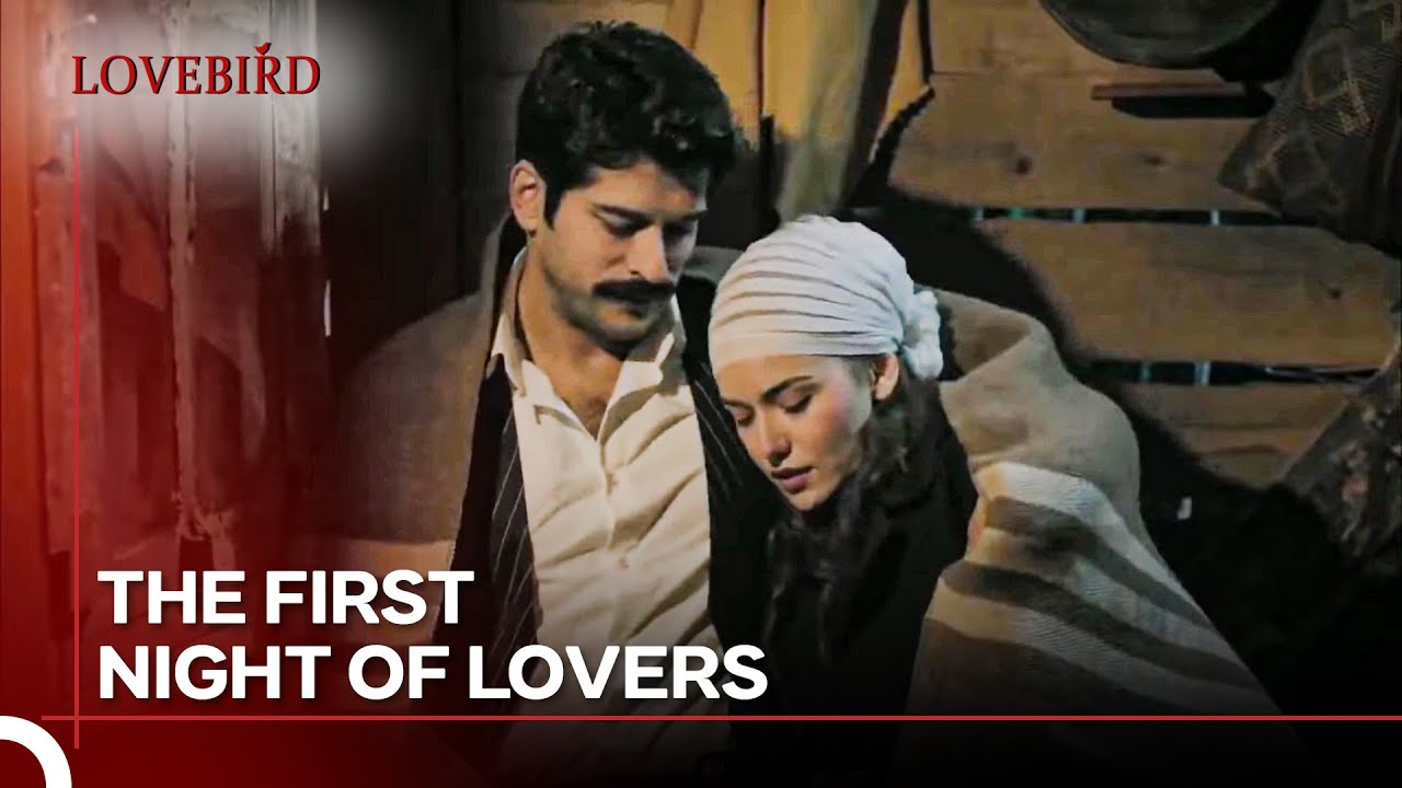 Kamran Started To Hide Feride By Kidnapping Her - Lovebird