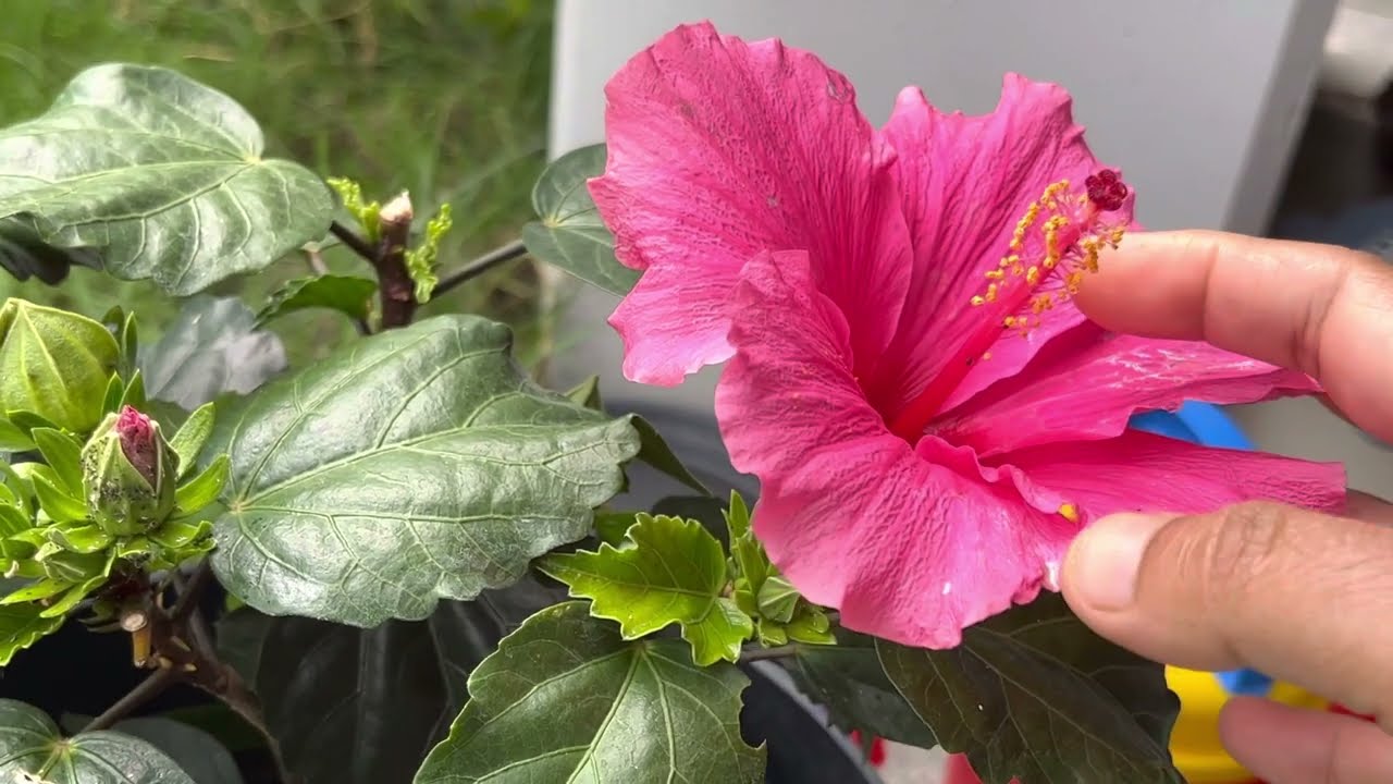 Hibiscus Plant Care | Get Rid of Bugs