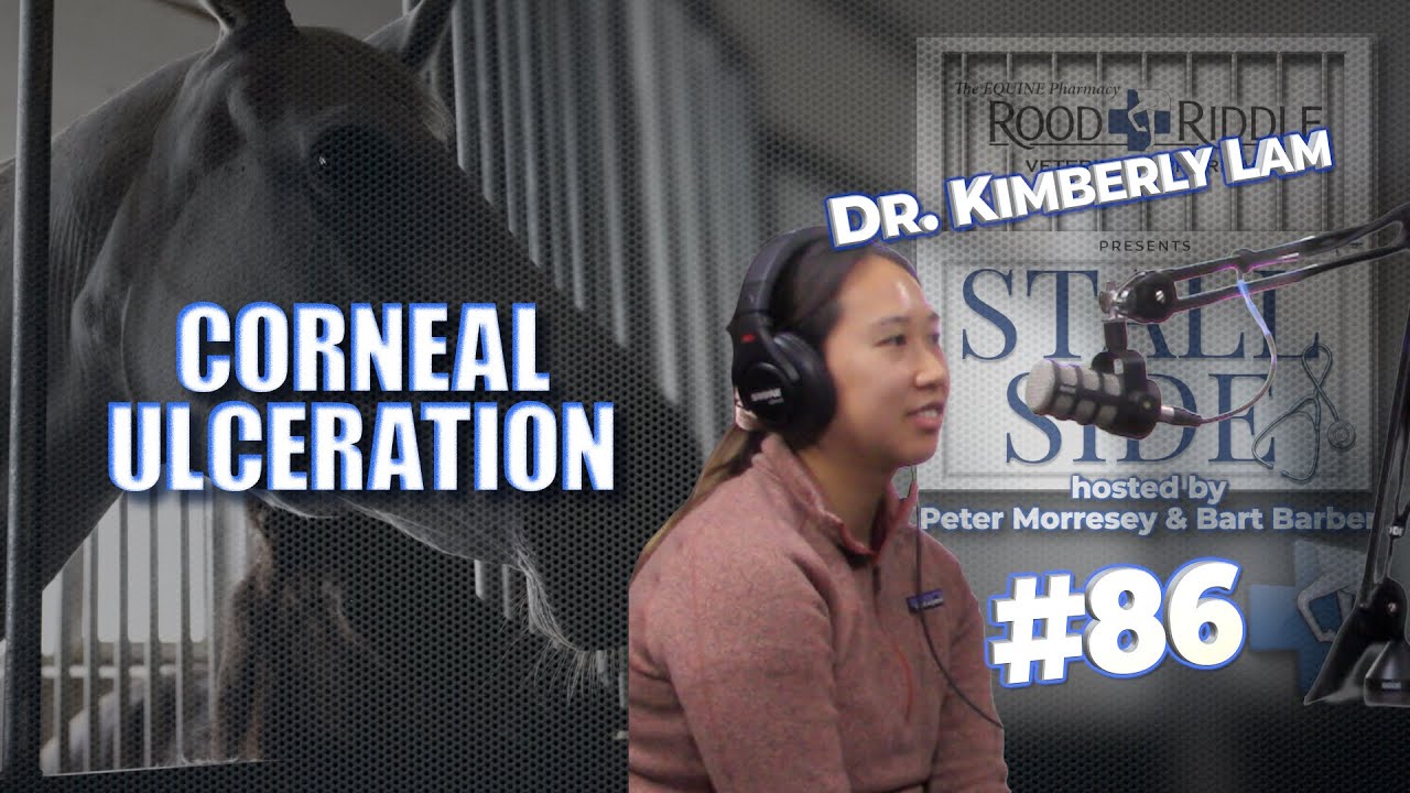 Corneal Ulceration in Horses   Causes Diagnosis and Treatment with Dr Kimberly Lam