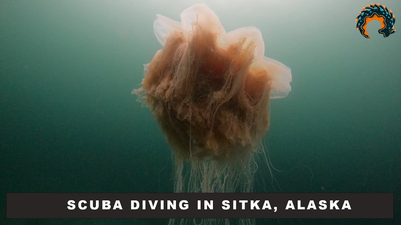 SCUBA DIVING IN SITKA, ALASKA