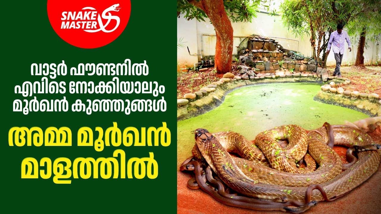 അമ്മ മൂർഖൻ പാമ്പിനെയും,കുഞ്ഞുങ്ങളെയും പിടികൂടി | Cobra | Venomous Snake | Snakemaster 1080