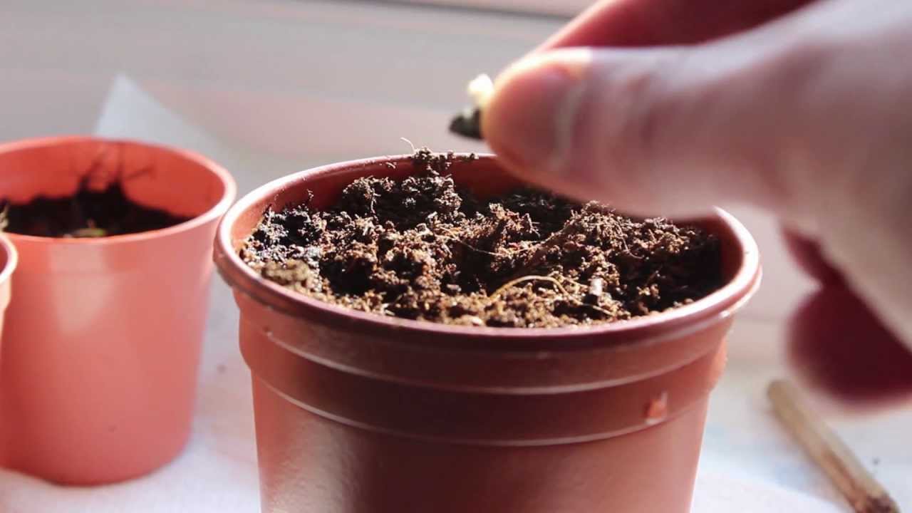 Growing Bananas From Seed - Part 1 | Ep. 9