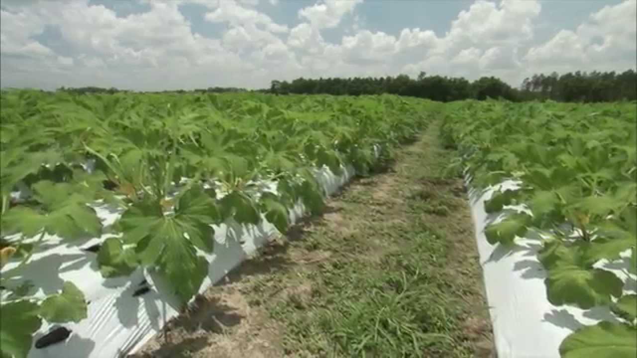 Zucchini - Growing