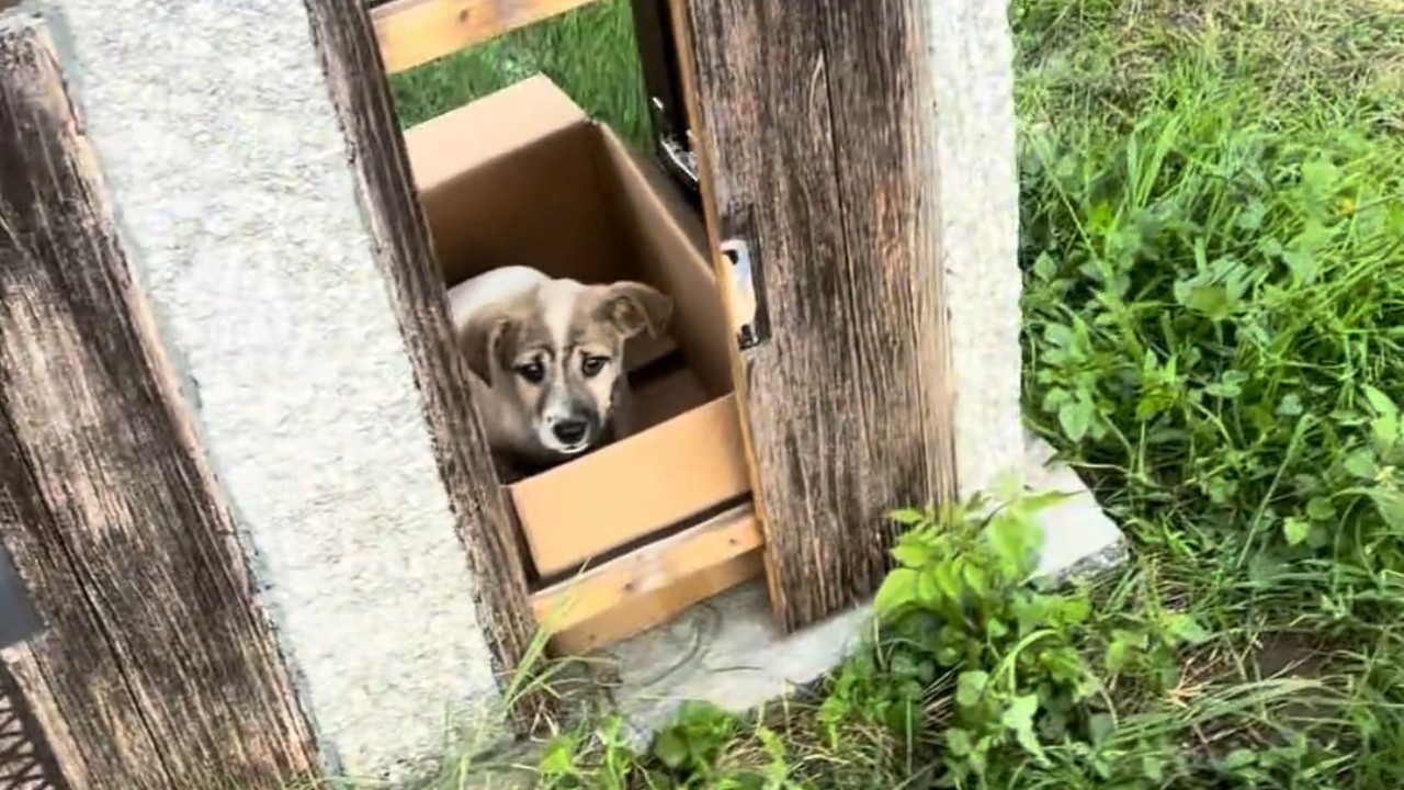 The Puppy Cried Alone in a Trash Can, What Happened Next Broke My Heart