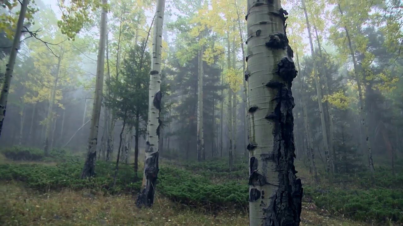 Trophy Hunters TV - Back to Bugling September Bulls - Outdoor Channel