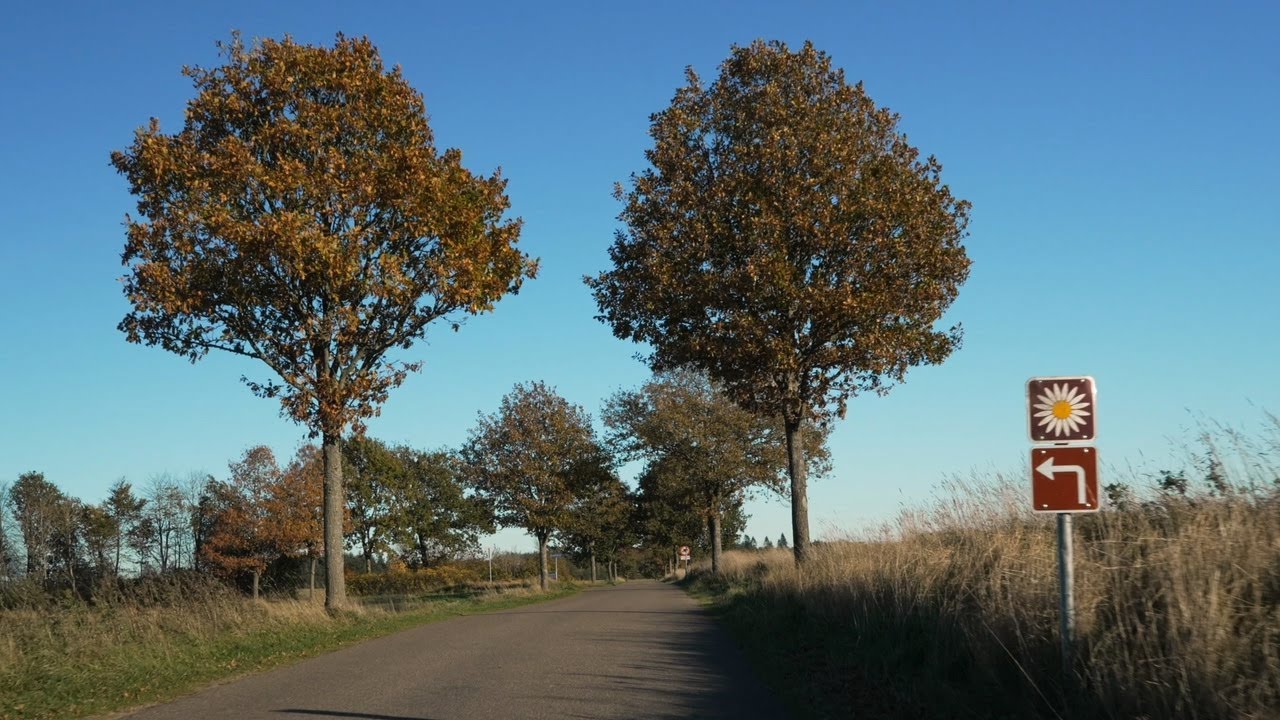 Autumn Drive in Denmark from Salten to Gammel Rye. Margueritrute.