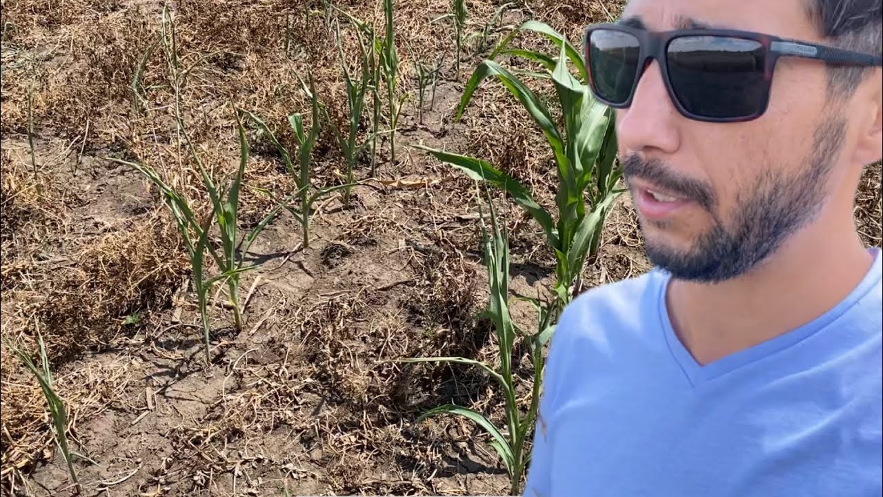 Porumb semanat direct in COVOR VERDE, Actualizare 09.07.2023 zero ingrasaminte, #noTILL #covercrops