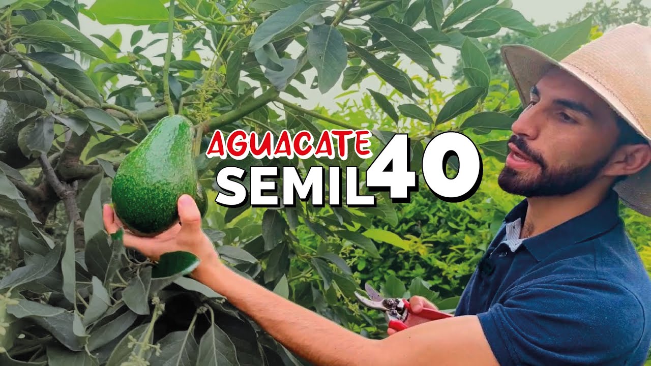 Una VARIEDAD de aguacate que TOMA FUERZA - ¿Cómo Cosecharla?