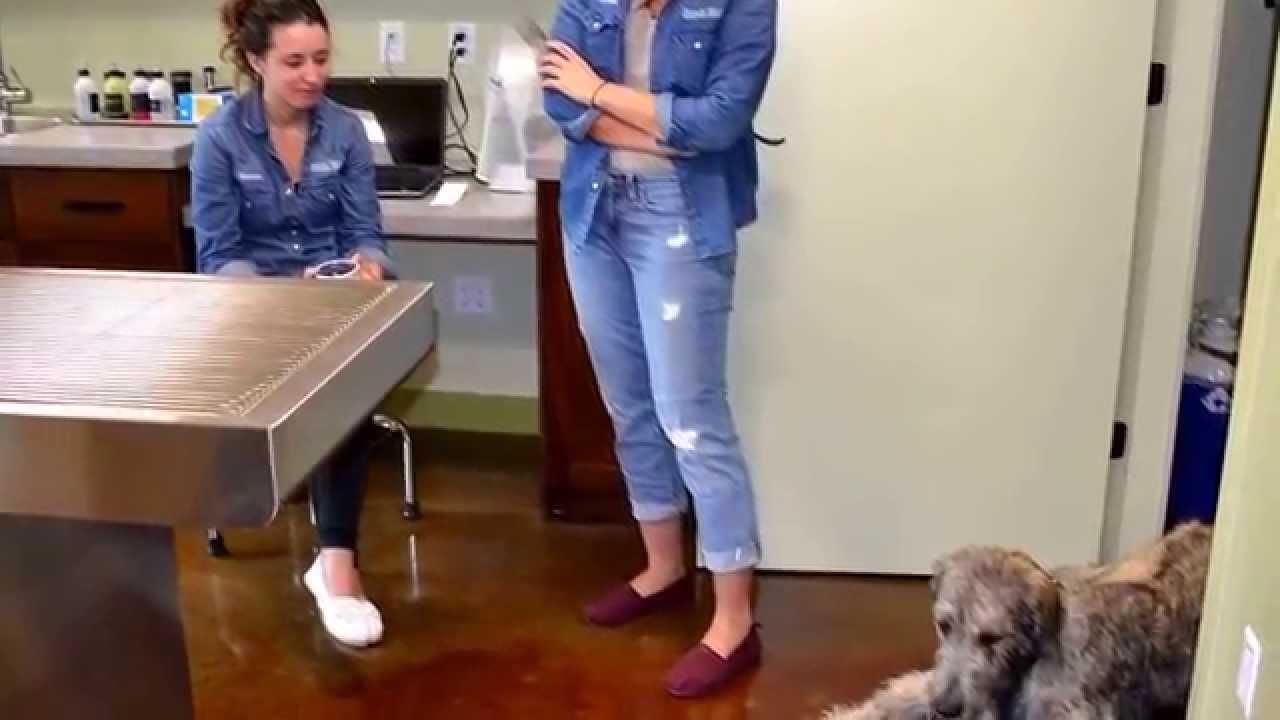 PennHip - Dr. Jason evaluates his Irish Wolfhound puppy for hip dysplasia